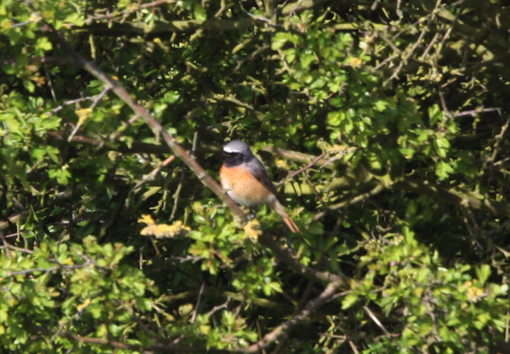 Redstart 2014-04