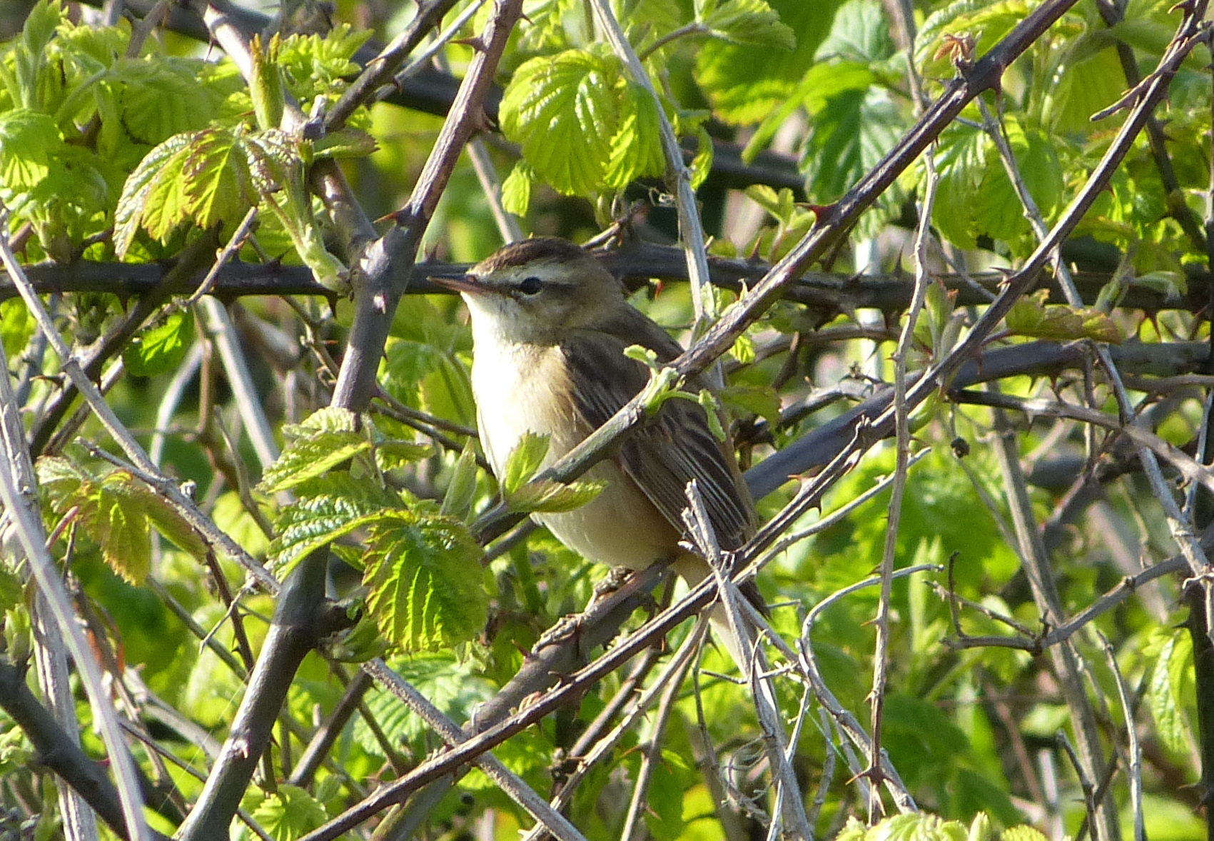 Sedge Warbler 2014-04_1