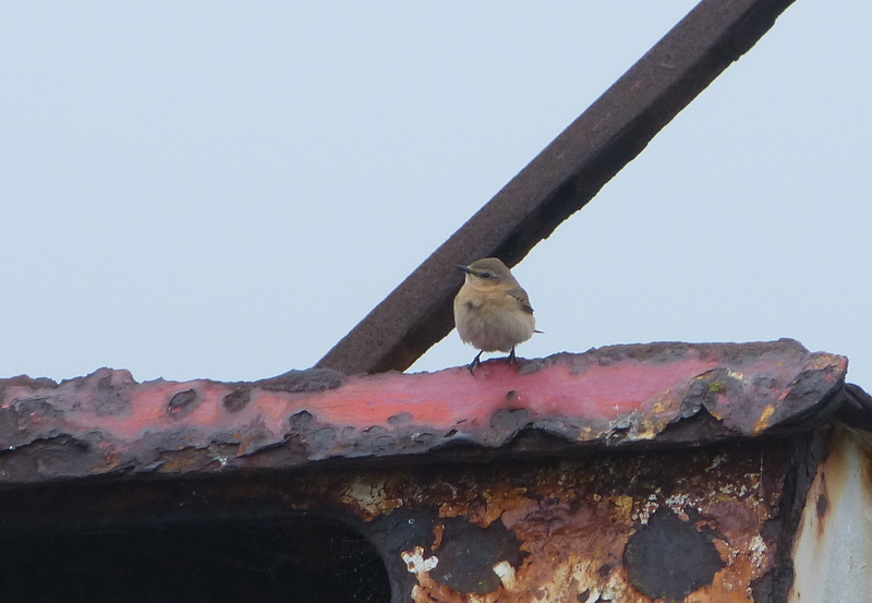 Wheatear on the old blue boat