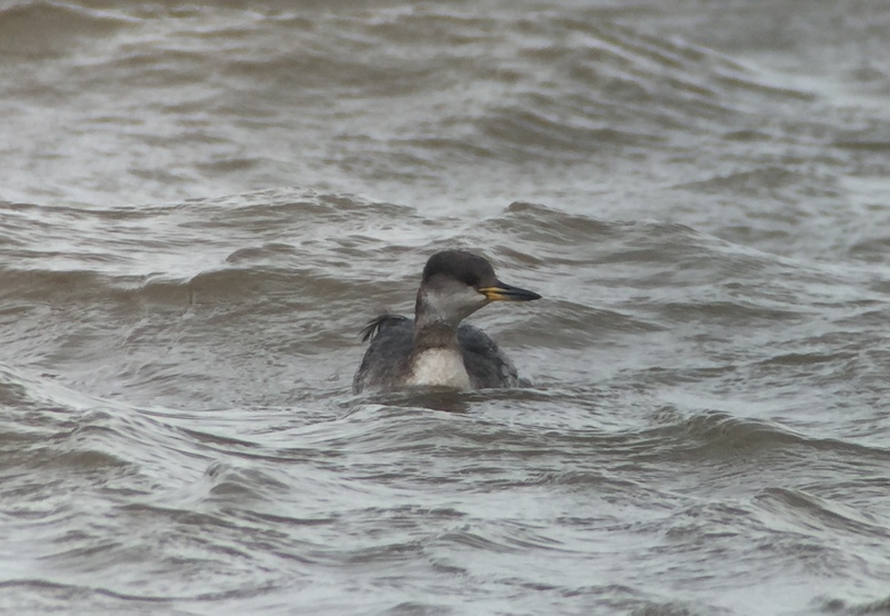 Red-necked Grebe Brancaster 2016-02-13_2