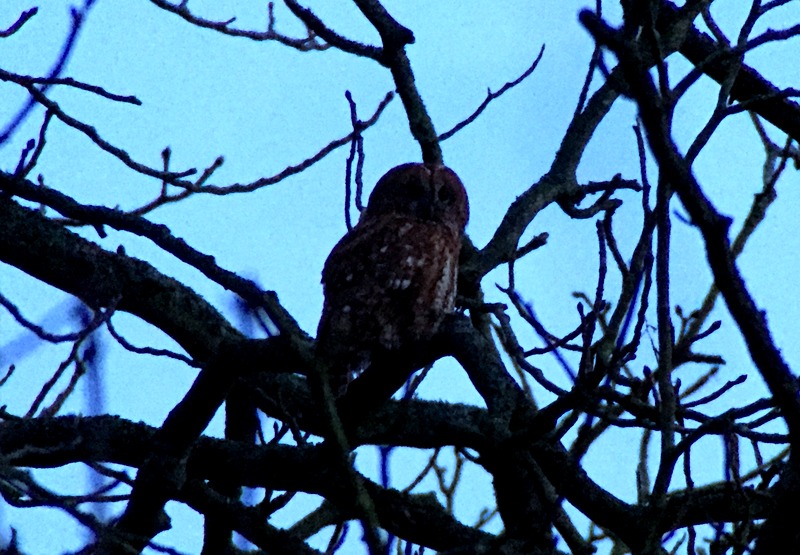 Tawny Owl Bayfield 2016-01-24