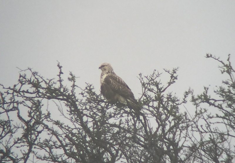 Rough-legged Buzzard Choseley 2016-01-06_1