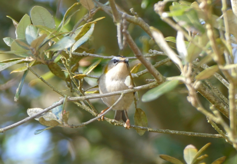 Firecrest Holkham 2016-03-25_3