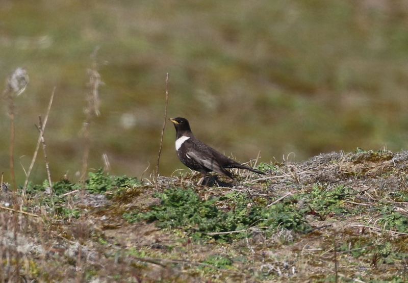 Ring Ouzel Burnham Overy 2016-04-13_4