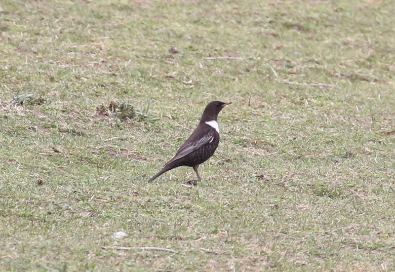 Ring Ouzel