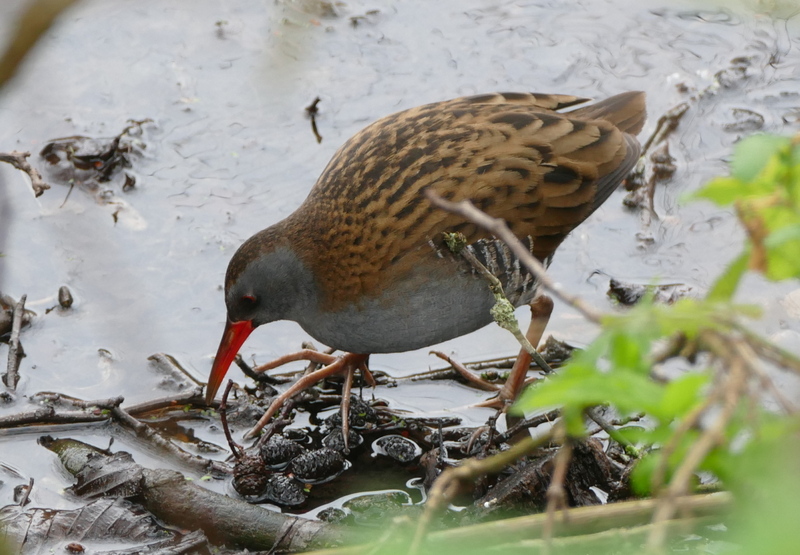 Water Rail Titchwell 2016-02-17_1