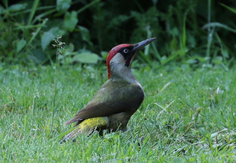 Green Woodpecker Hindolveston 2016-06-20_1