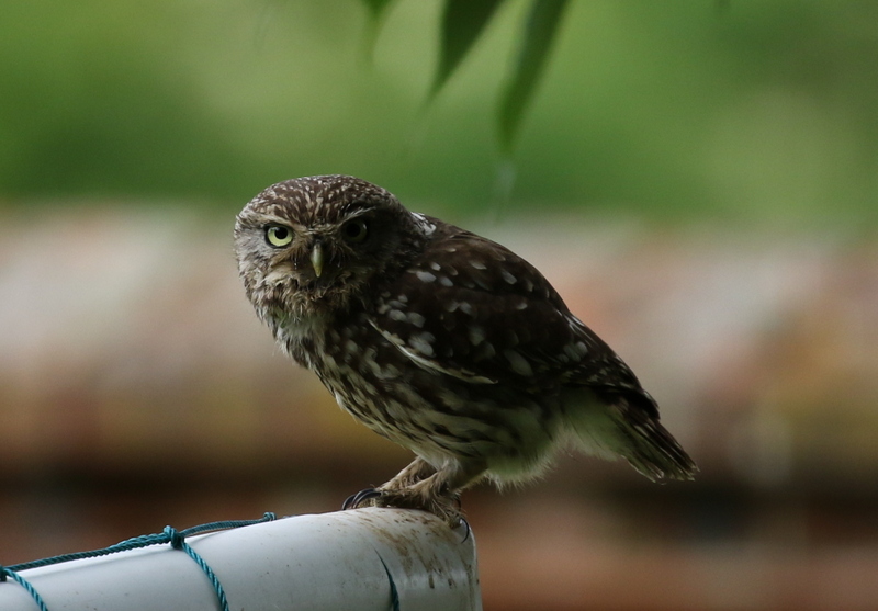 Little Owl Hindolveston 2016-06-25_4