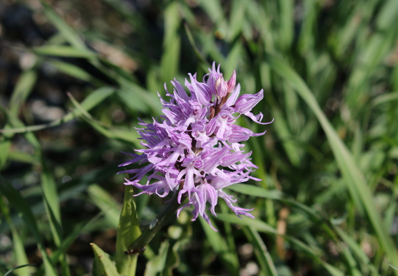 Naked Man Orchid Orchis italica Cyrpus Troodos 2017-04-03_1