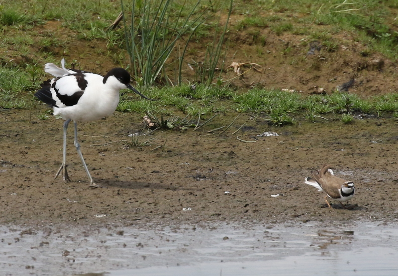 Avocet and Little Ringed Plover 1