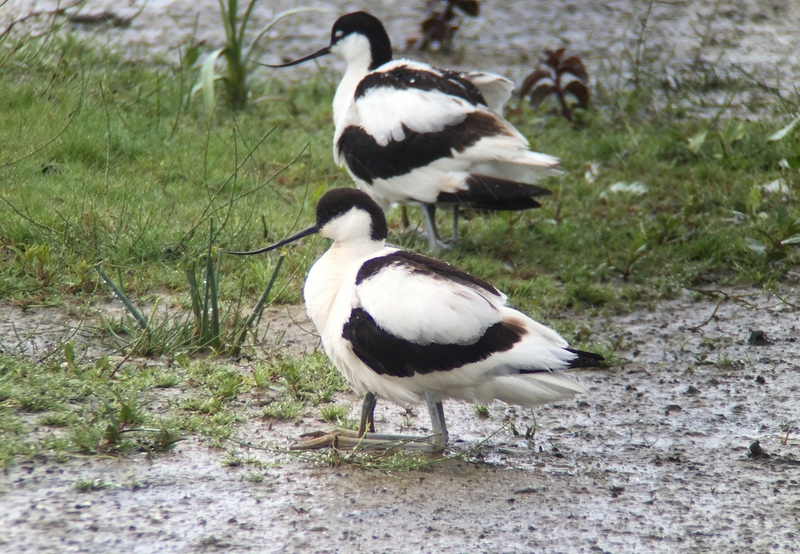 Avocet