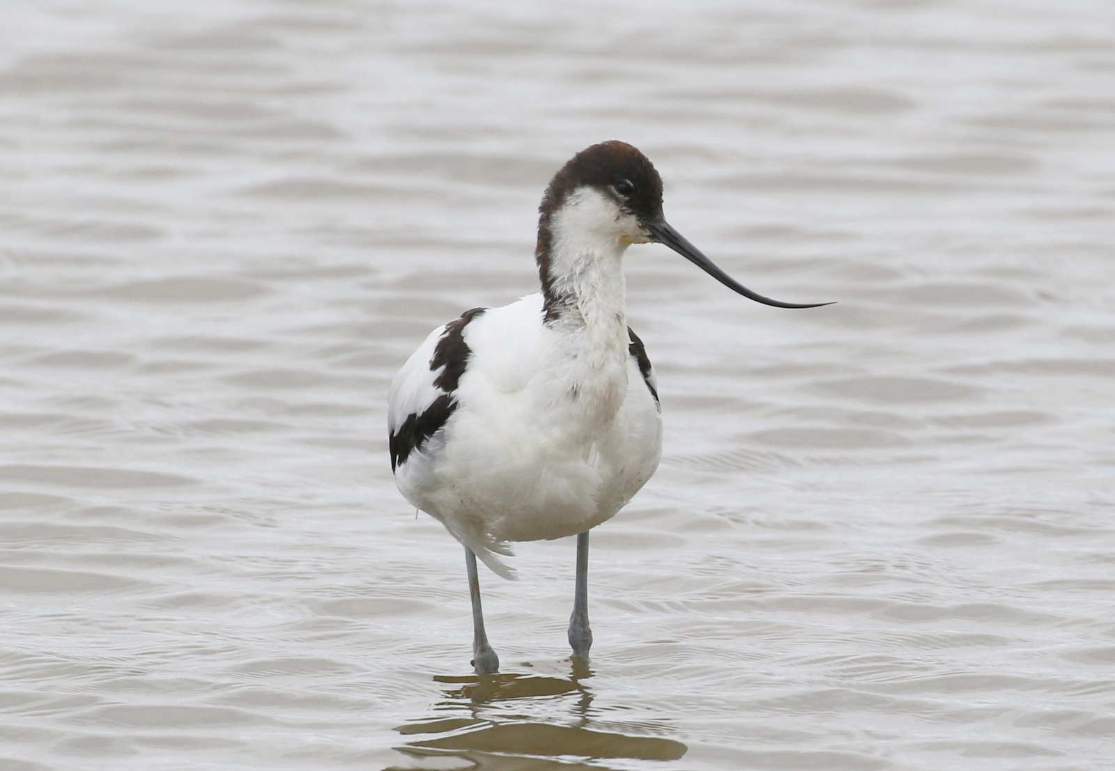 Avocet