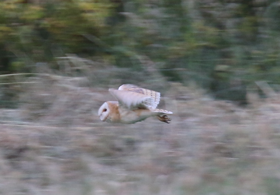 Barn Owl 2