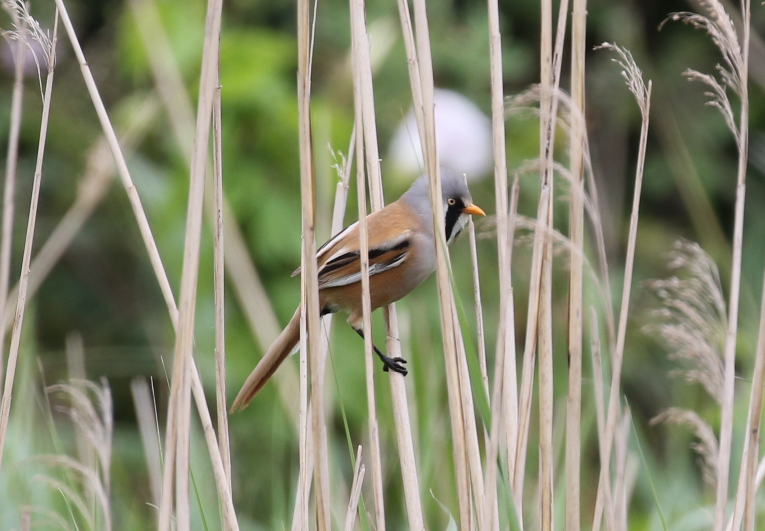 Bearded Tit