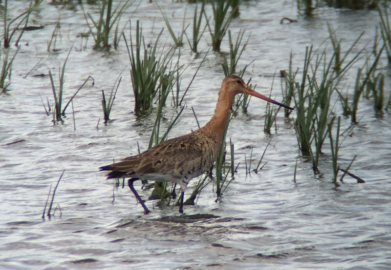 Continental Black-tailed Godwit