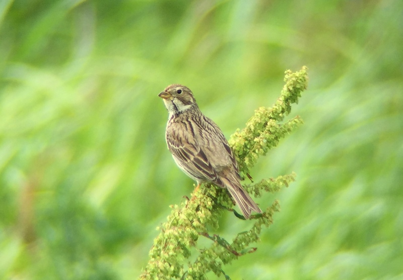 Corn Bunting