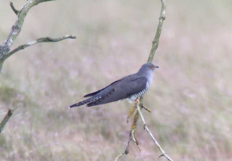 Cuckoo