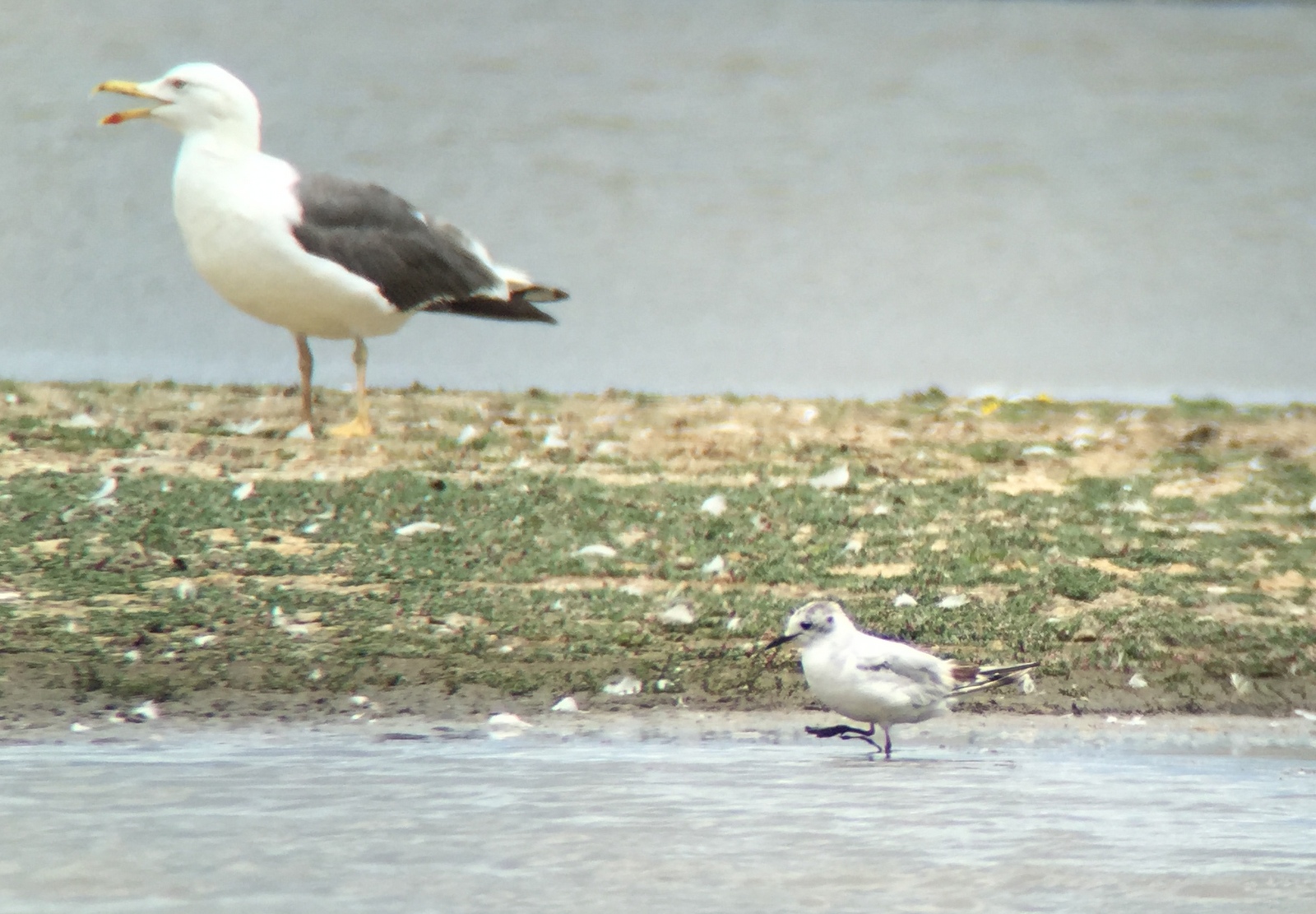 Little Gull