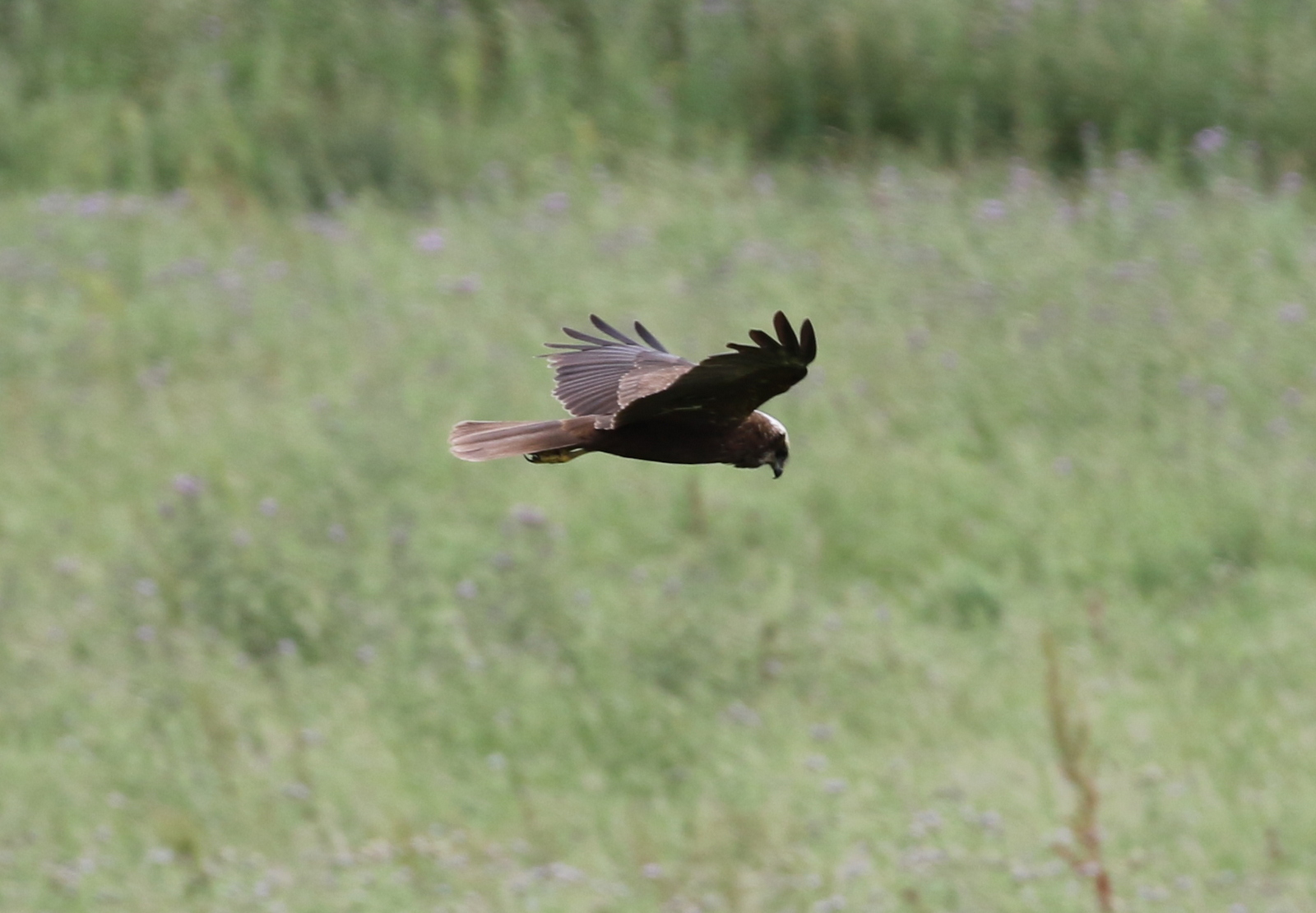 Marsh Harrier