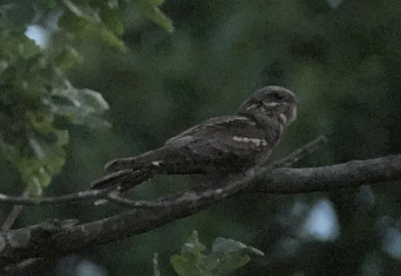 Nightjar