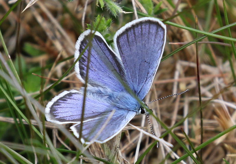Silver-studded Blue 1