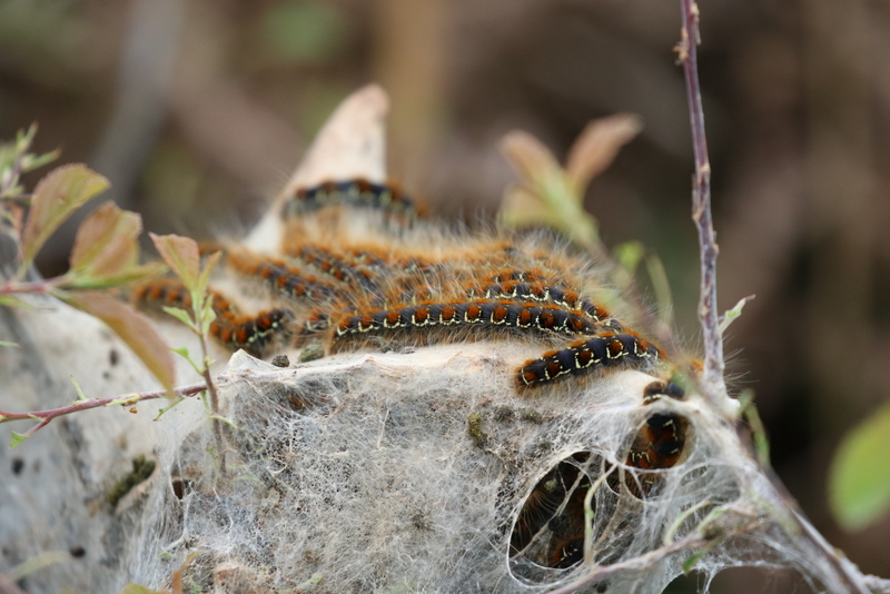 Small Eggar moth caterpillar