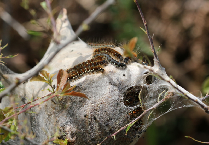 Small Eggar moth caterpillars