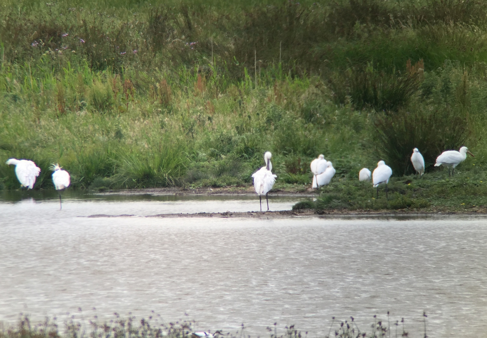 Spoonbills