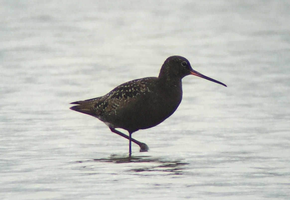 Spotted Redshank