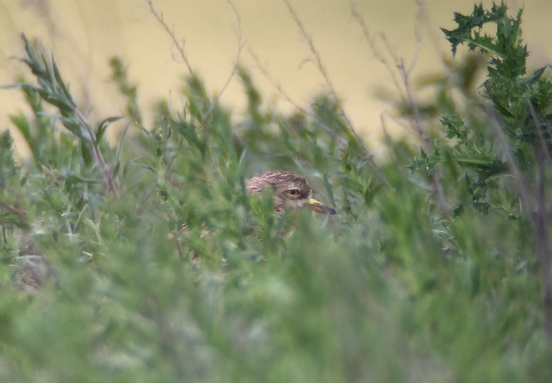 Stone Curlew