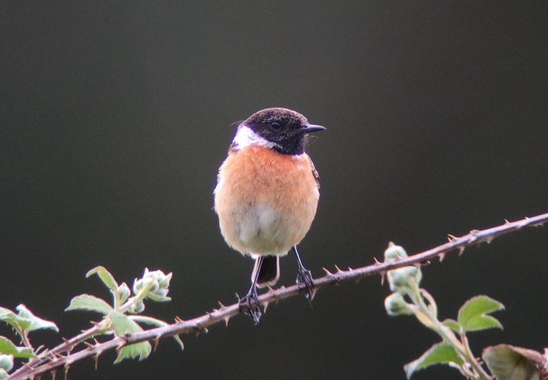 Stonechat