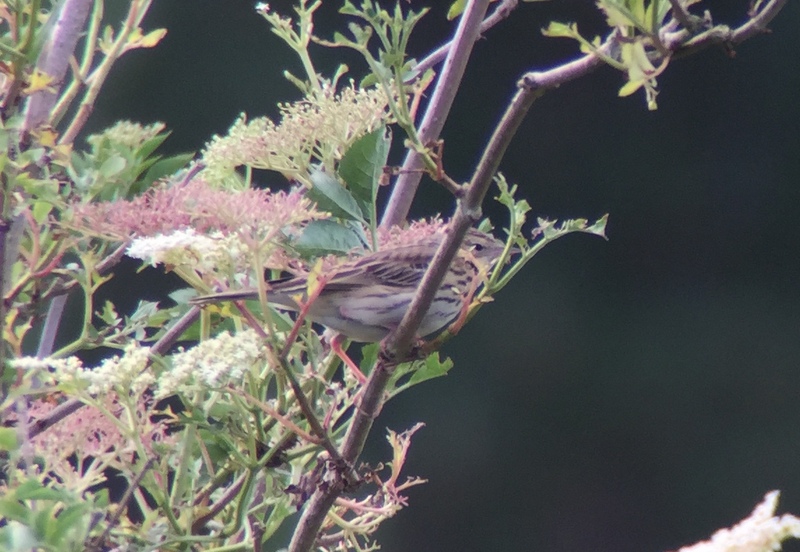 Tree Pipit