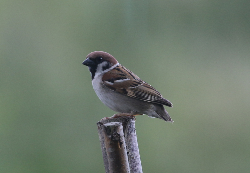 Tree Sparrow