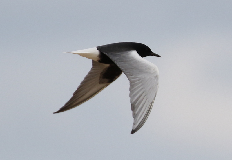 White-winged Black Tern 2