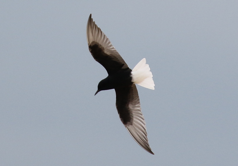 White-winged Black Tern 3