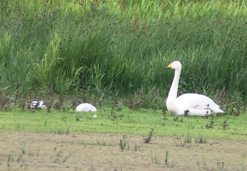 Whooper Swan