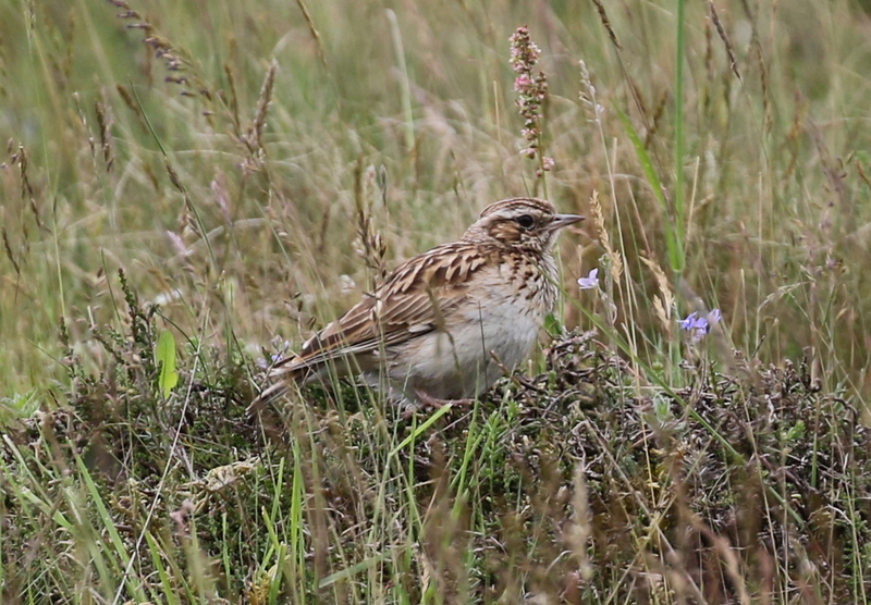 Woodlark