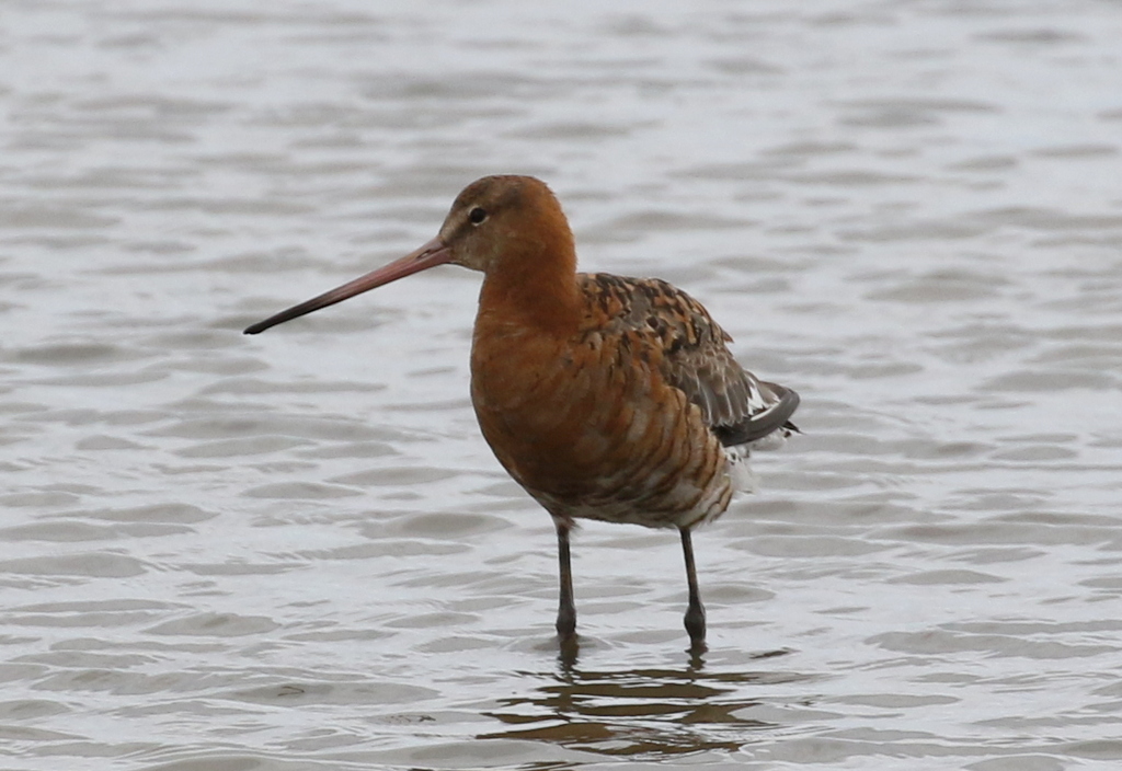 Black-tailed Godwit