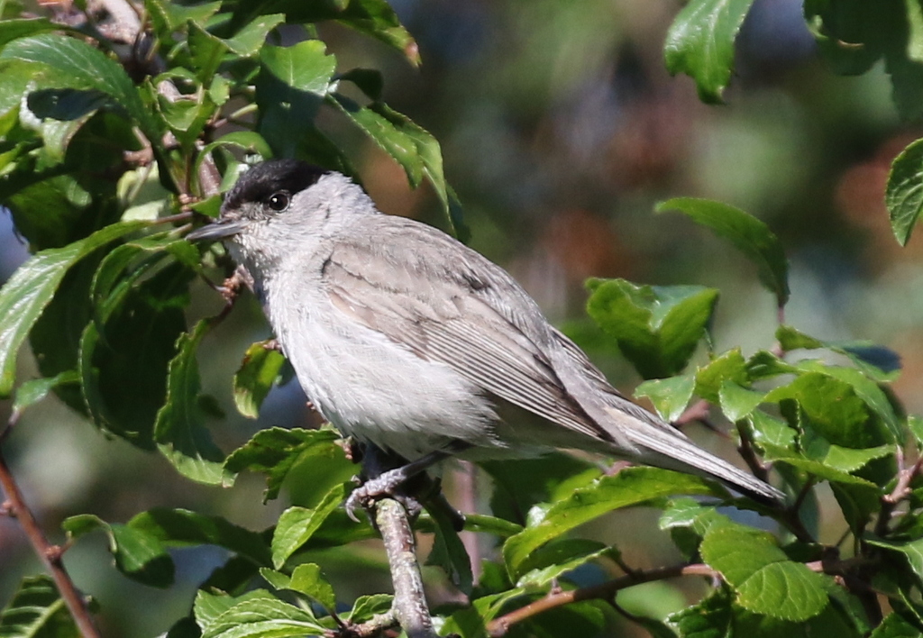 Blackcap