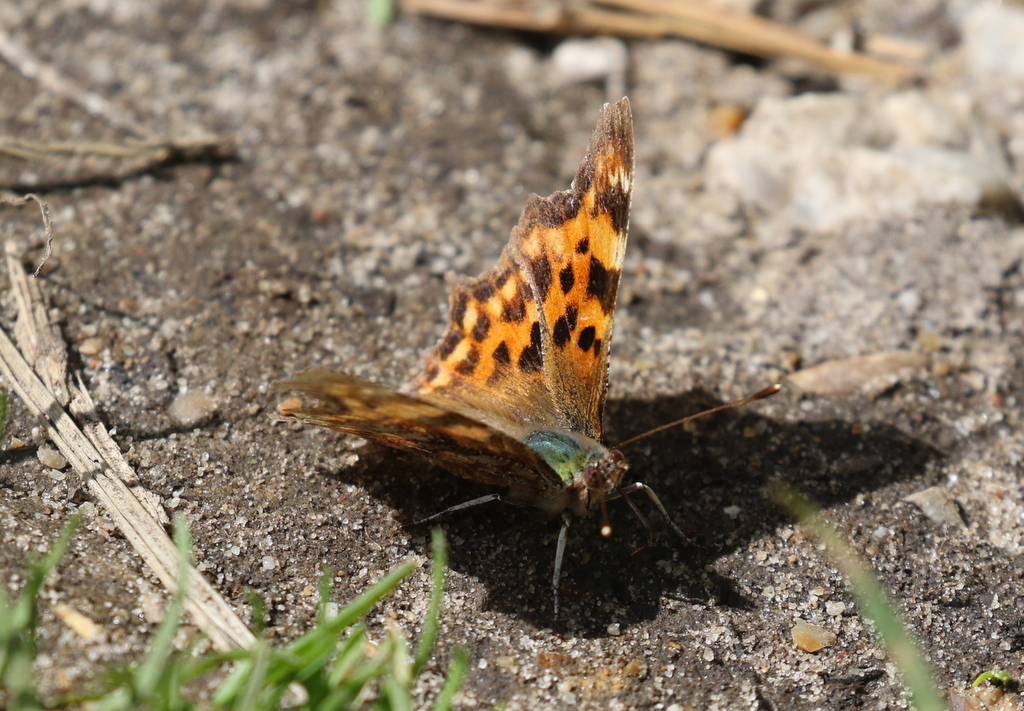 Comma