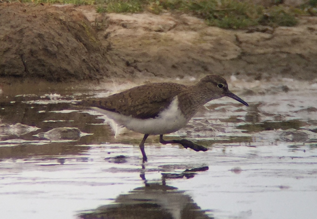 Common Sandpiper