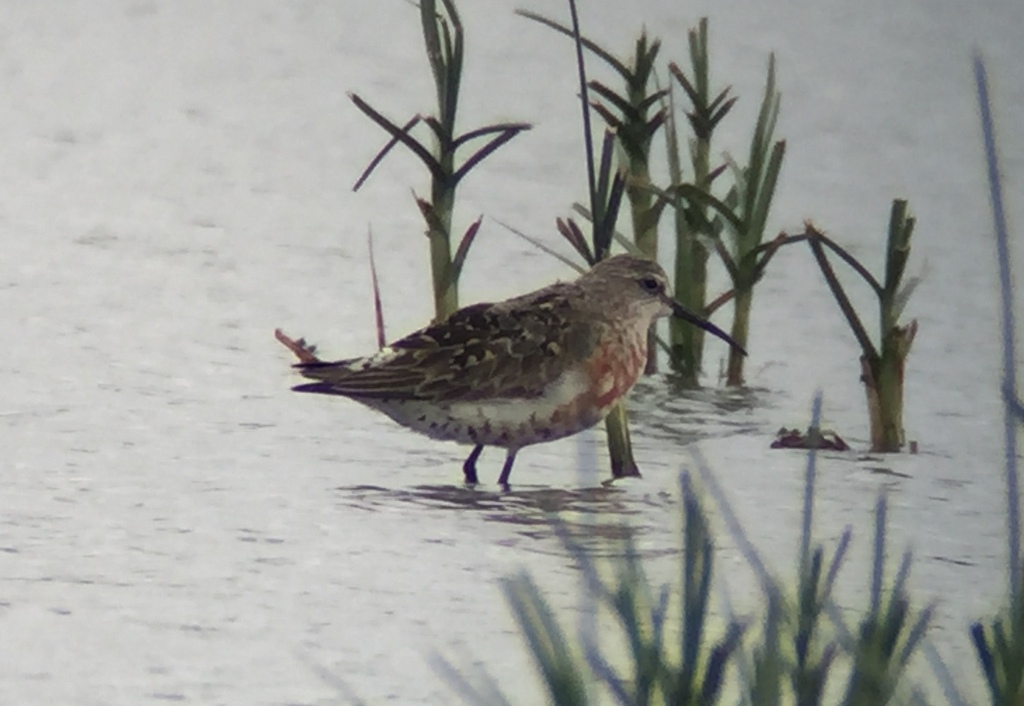 Curlew Sandpiper