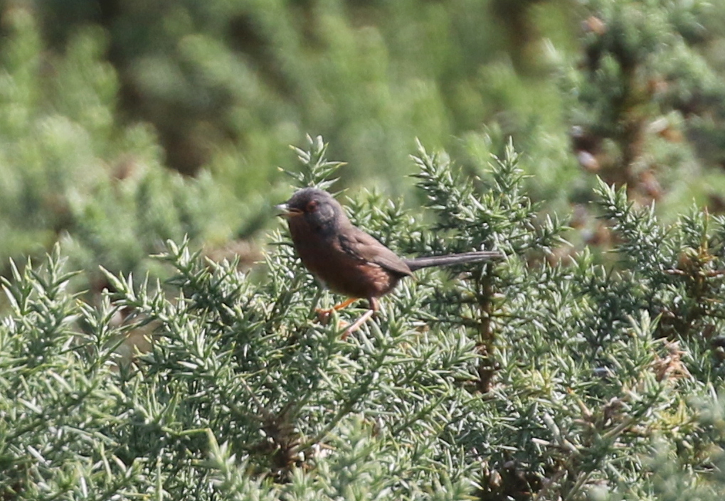 Dartford Warbler