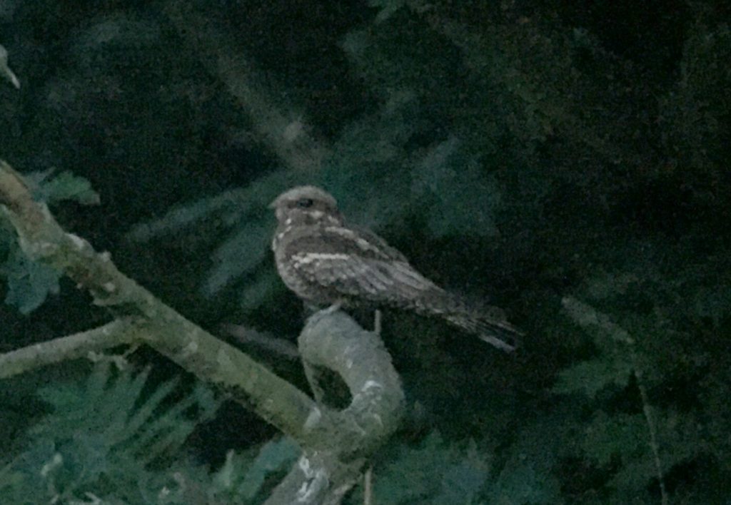 Nightjar