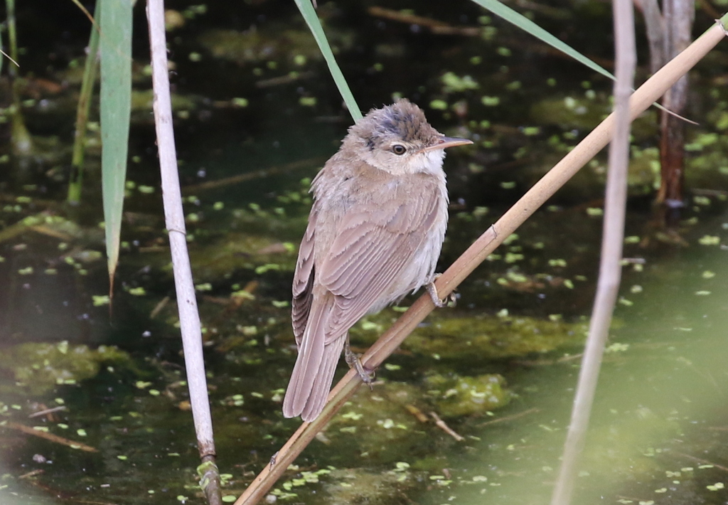 Reed Warbler