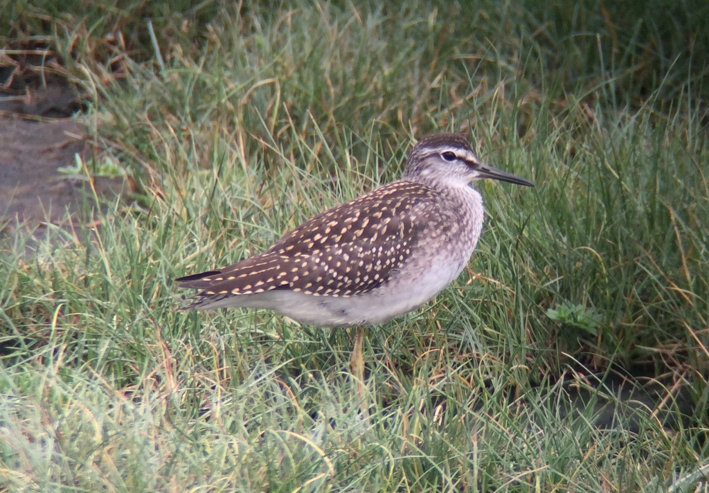 Wood Sandpiper