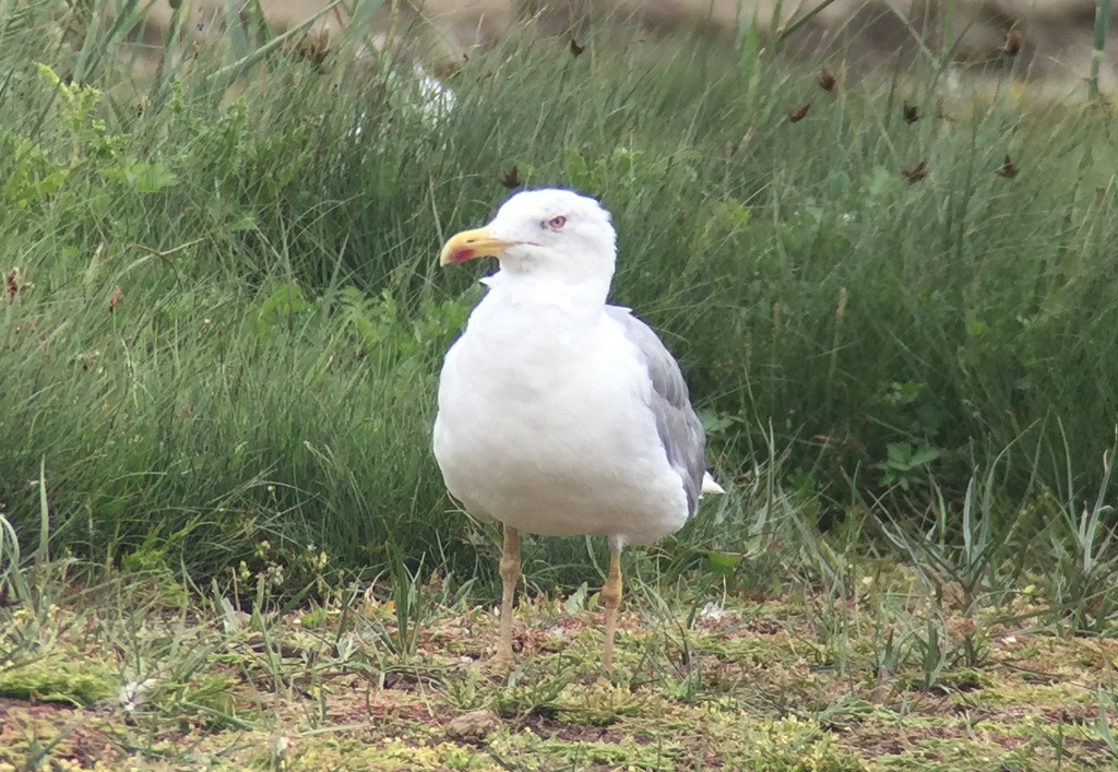 Yellow-legged Gull