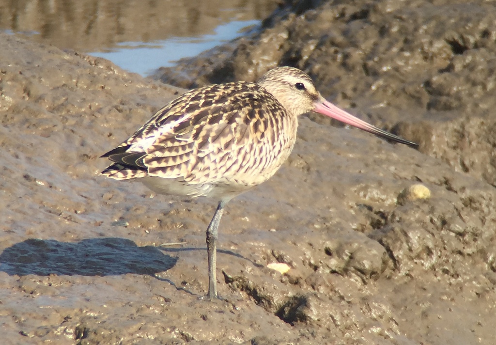 Bar-tailed Godwit