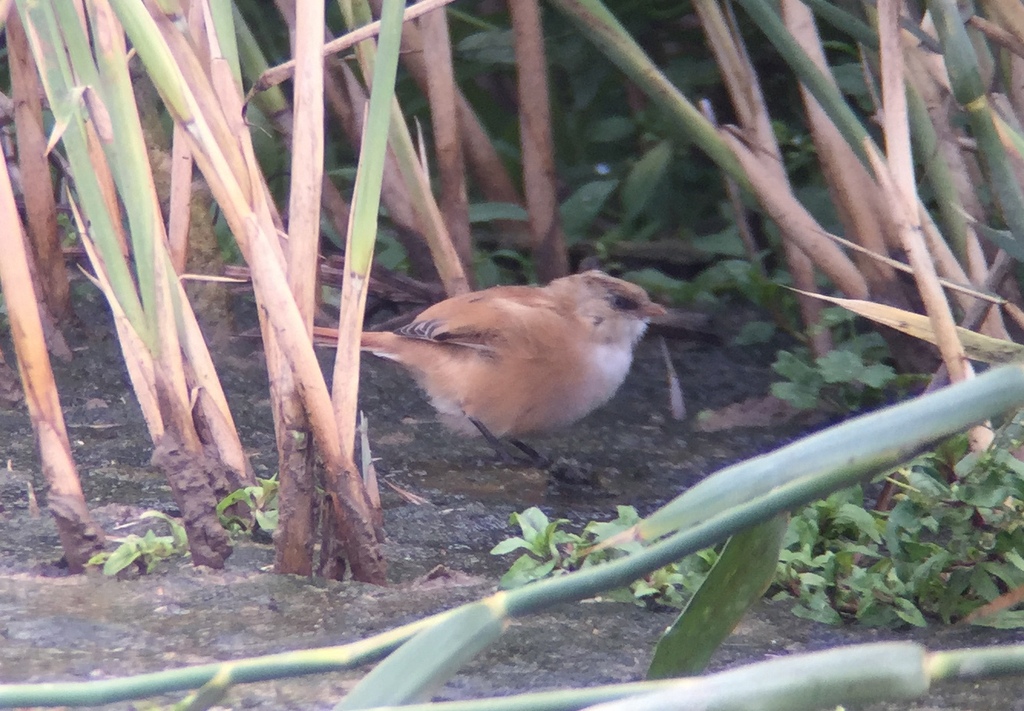 Bearded Tit