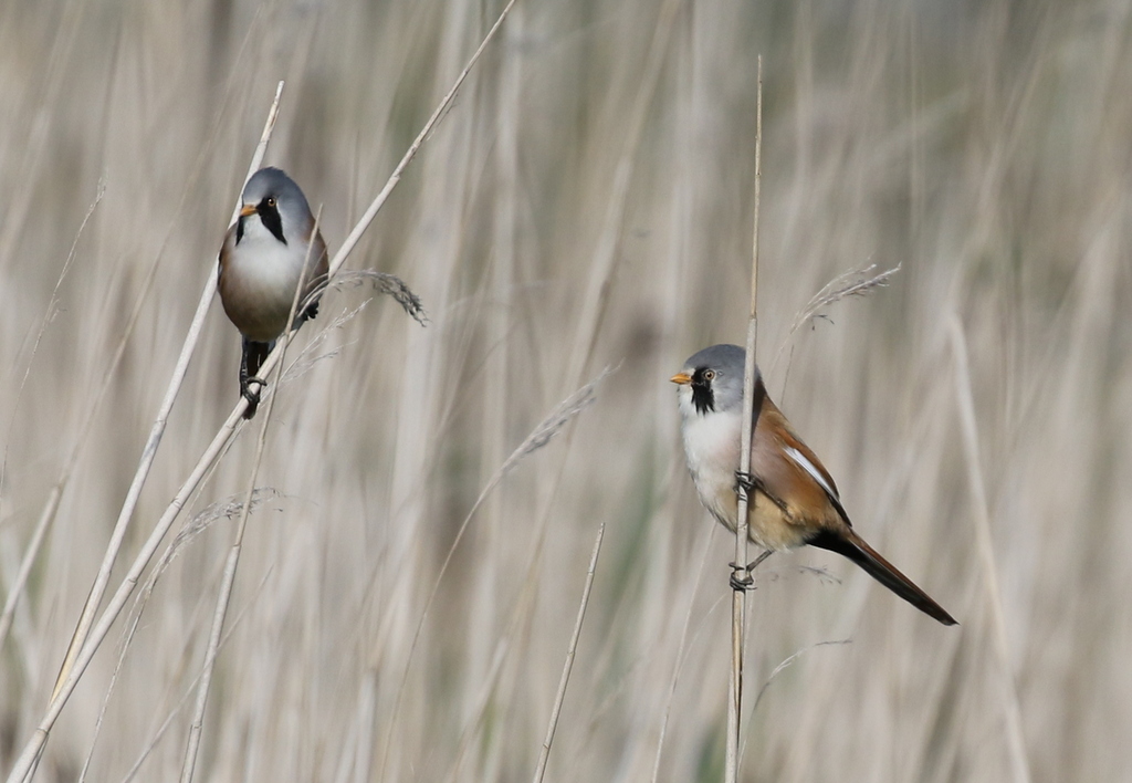 Bearded Tits